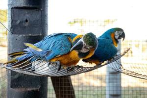 Adult Blue-and-yellow Macaw rescued recovering for free reintroduction photo