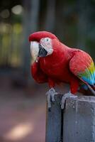 Adult Red and green Macaw photo