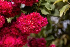 ornamental plant flowers photo