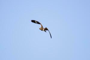 Animal Nacunda Nighthawk in fly photo