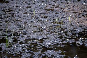 selective focus of small white flowers over a lake photo