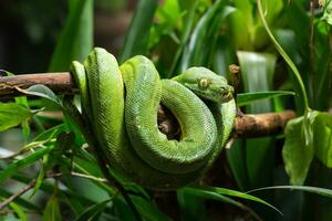 verde árbol pitón, morelia viridis foto