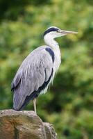 Gray Heron, Ardea cinerea photo