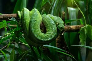 Green Tree Python, Morelia viridis photo