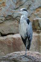 Gray Heron, Ardea cinerea photo