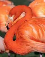 rojo flamenco, Phoenicopterus ruber foto