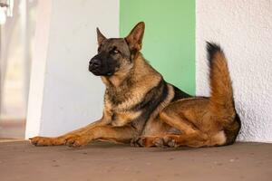 perro de alemán pastor raza foto