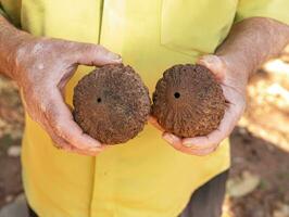 man holding a Brazil nut in each hand photo
