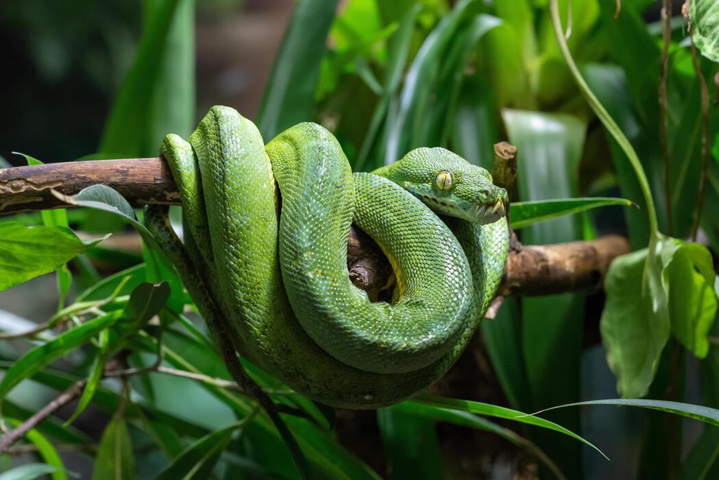 Green Tree Python Stock Photos, Images and Backgrounds for Free Download