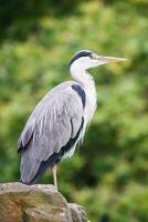 Gray Heron, Ardea cinerea photo