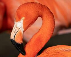 rojo flamenco, Phoenicopterus ruber foto