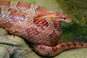 Close up image to corn snake photo