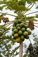 papaya tree with fruits photo