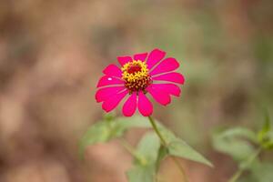 elegante zinnia flor foto