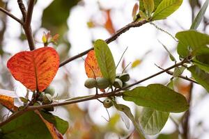 Sea Almond Tree photo