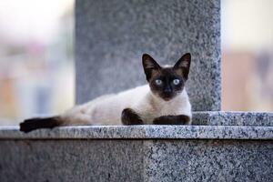 felino animal Doméstico gato abandonado foto