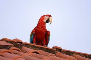 adulto rojo y verde guacamayo foto