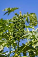 Green Castor Bean Plant photo