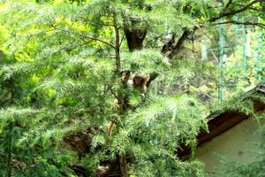 Wild monkey in Yunnan, China. photo