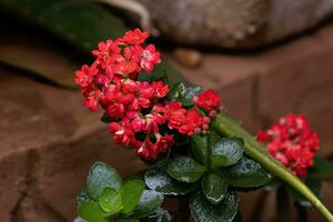 Flaming Katy Red Flower photo