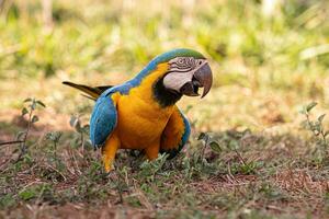 guacamayo azul y amarillo adulto foto