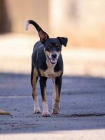 mamífero pequeño linda perro en calle foto