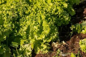 plant lettuce vegetable photo