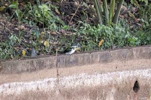 pequeño pájaro Amazonas martín pescador foto