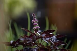 Sweet Basil Plant photo