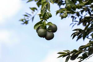 closeup on green fruits photo