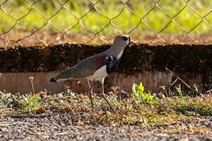 Adult Southern Lapwing Bird photo