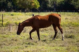 animal horse in farm pasture field photo