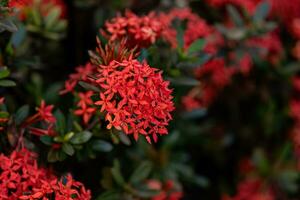 flor de planta de llama de selva roja foto