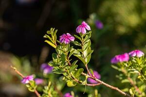 Pink Madagascar Periwinkle Flower photo
