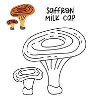 Contour and color drawing of an edible mushroom saffron milk cap with names for coloring. Isolated vector flat illustration. Edible mushrooms in forests, large and small, study, play, creativity white