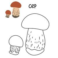 Contour and color drawing of an edible mushroom cep with names for coloring. Isolated vector flat illustration. Edible mushrooms in forests, large and small, study, play, creativity on white
