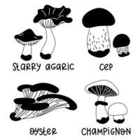 Set of contoured edible mushrooms with names. Vector illustrations of edible mushrooms of the autumn forest, cep, starry agaric, oyster, champignon. The forest contrasts with mushrooms. Black outline