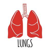 Lungs illustration on white background. Flat style. vector