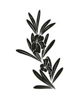 Rosemary branch silhouette black color. Isolated rosemary on white background. vector
