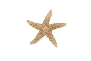 Isolated Starfish Element png