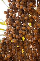 fruits of the buriti palm photo