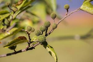 West Indian Elm Plant photo