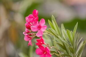 Oleander Flowering Plant photo