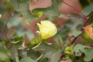 Upland Cotton Plant photo