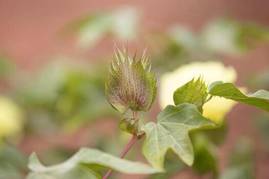 Upland Cotton Plant photo