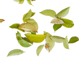 dried leaves isolated on transparent background png