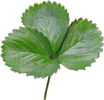 green leaves on transparent background png