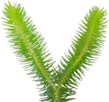 green leaves on transparent background png