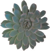 Realistic plant on transparent background png