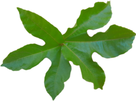 green leaf isolated on transparent background png